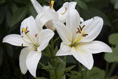 白色百合花|白花百合